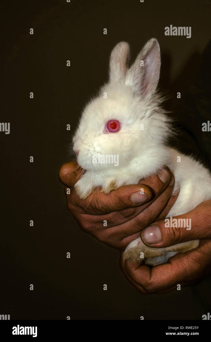 Yerevan, Armenia,February 18,2019: Delicate small white rabbit in the ...