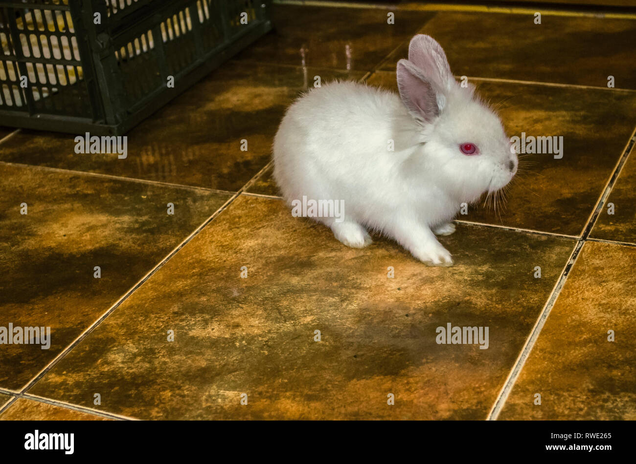 Fluffy white two-month rabbit escaped from his cage and sits on the ...