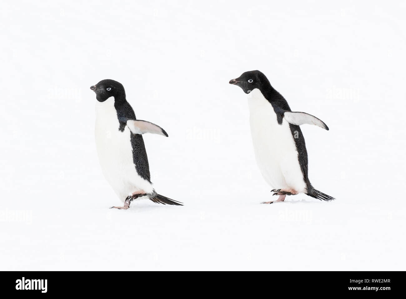 Adelie penguin Pygoscelis adeliae adult near breeding colony on ice ...