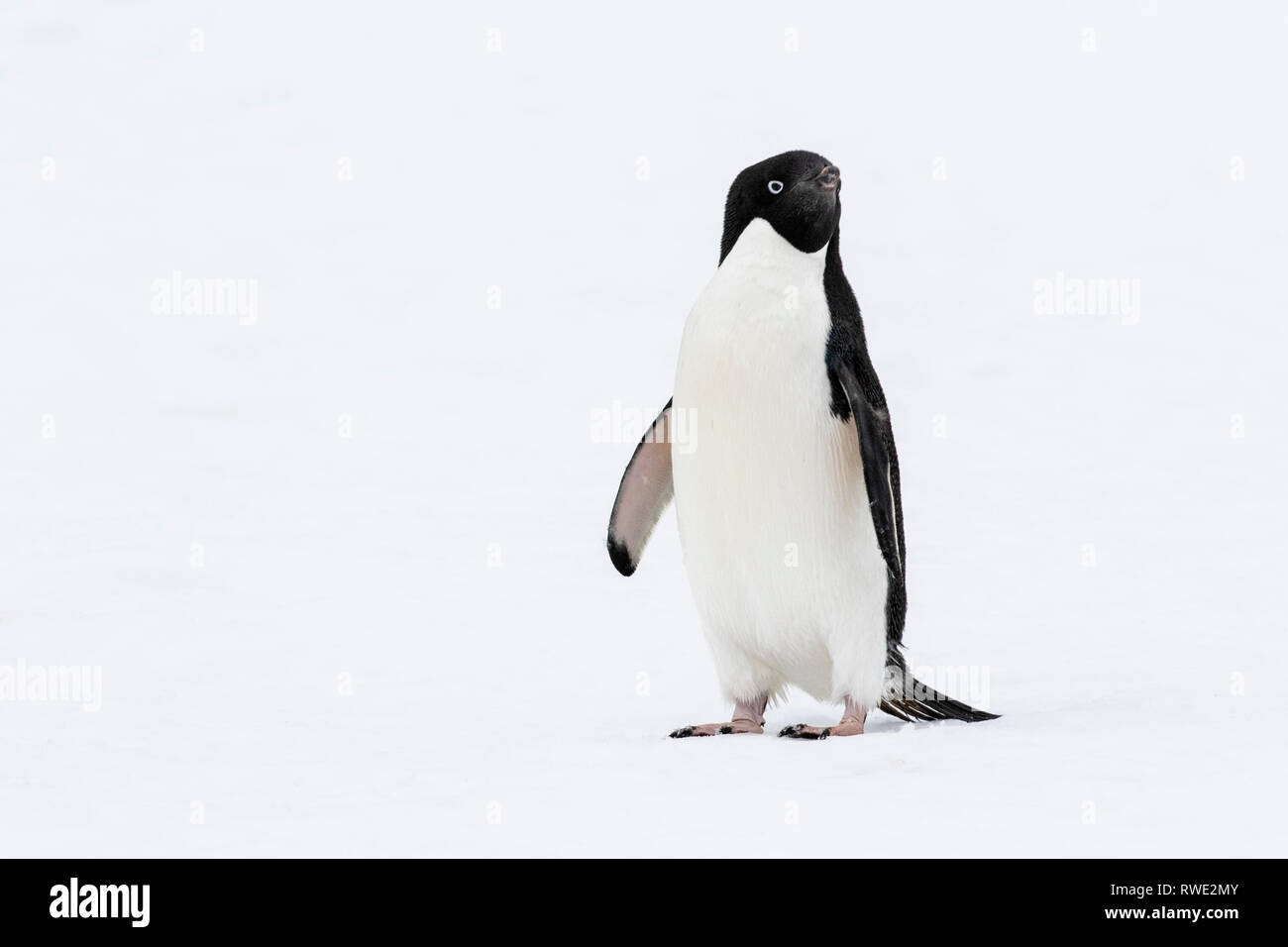 Adelie penguin Pygoscelis adeliae adult near breeding colony on ice ...