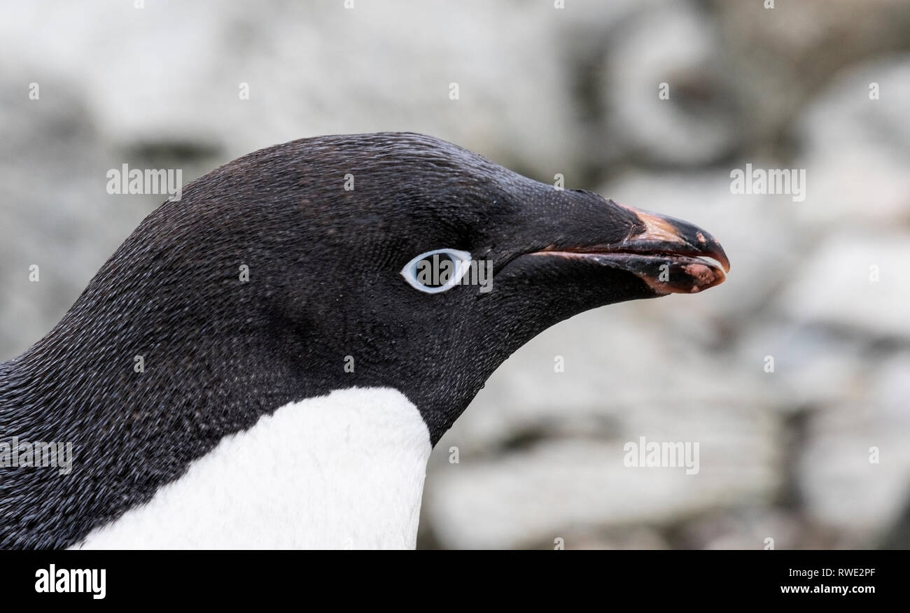 Adelie penguin Pygoscelis adeliae adult near breeding colony on ice ...