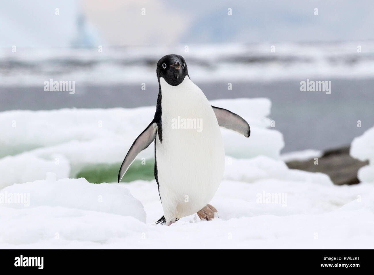 Adelie penguin Pygoscelis adeliae adult near breeding colony on ice ...