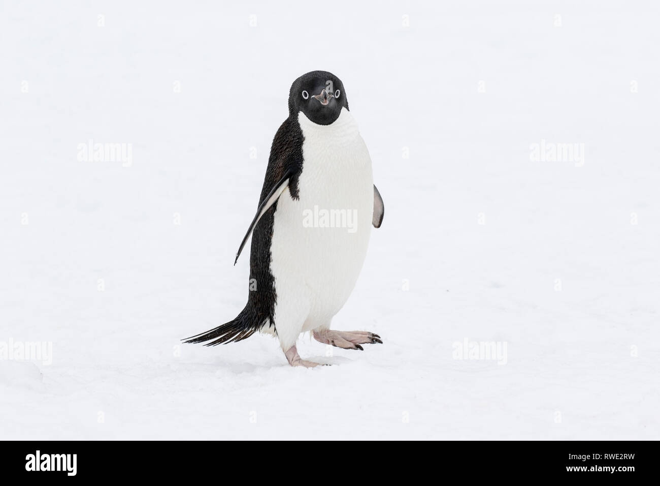 Adelie penguin Pygoscelis adeliae adult near breeding colony on ice ...