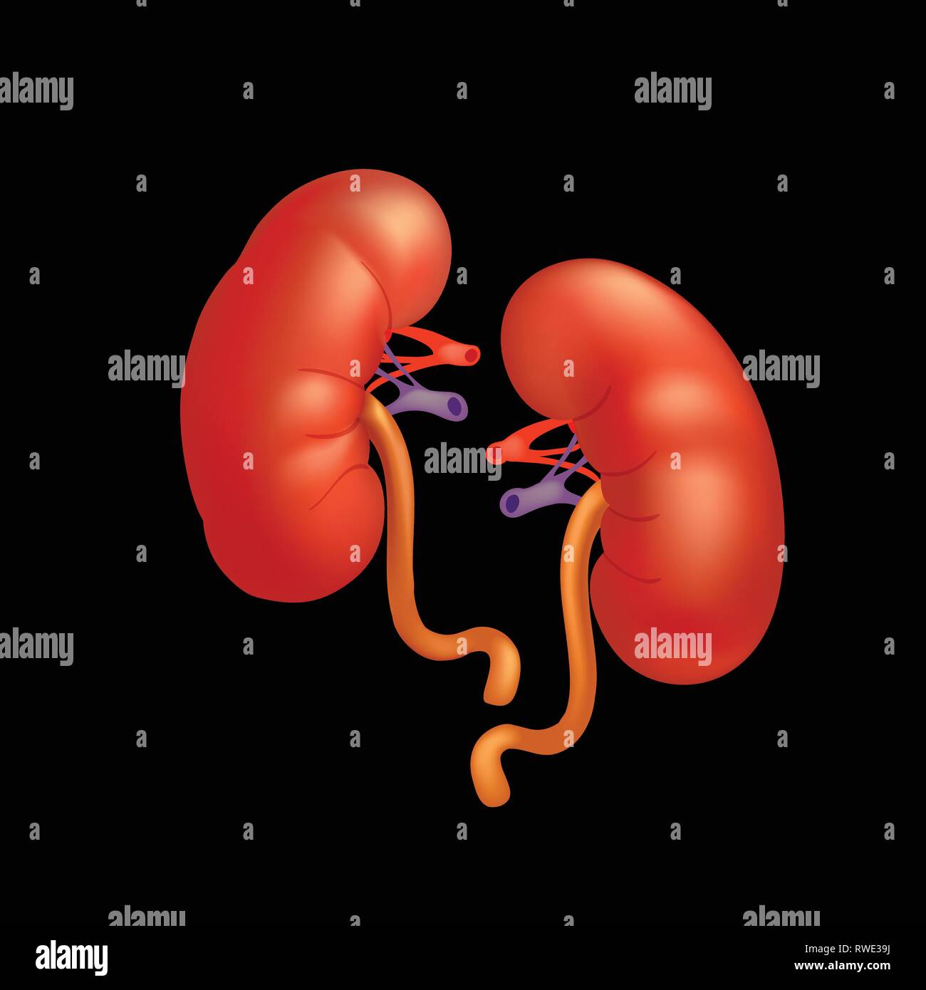 Realistic human kidneys isolated on black background. Stock Vector