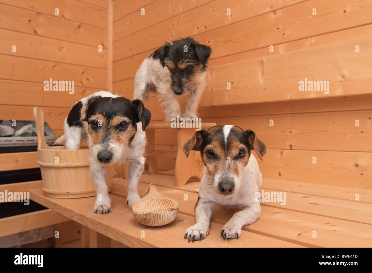 Dogs in the sauna. Relaxing in the spa area. Three tricolor funny Jack Russell Terrier Stock