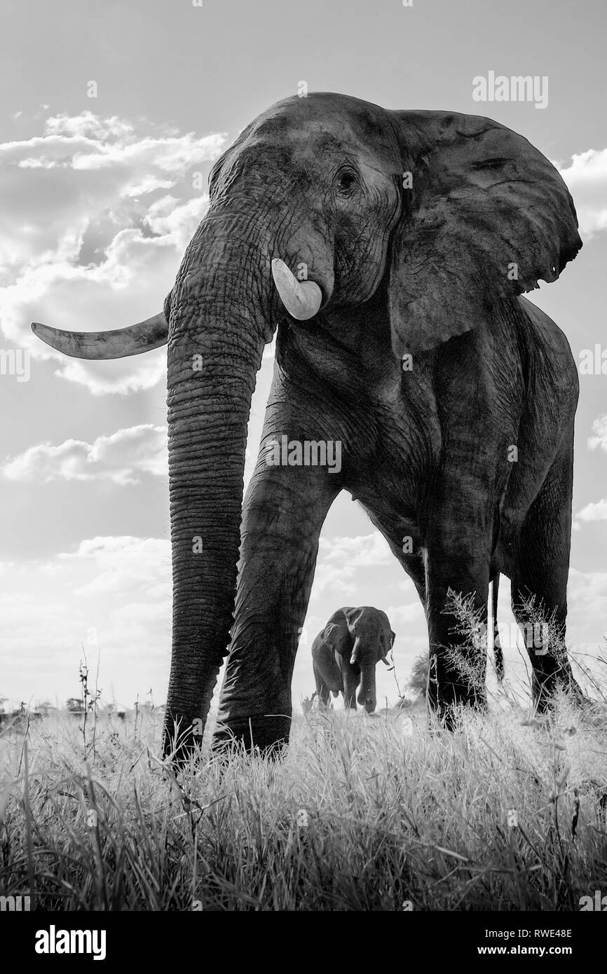 An abstract image from a low angle of elephants as they walk from Hwange national Park to Chobe National Park, Botswana. Stock Photo