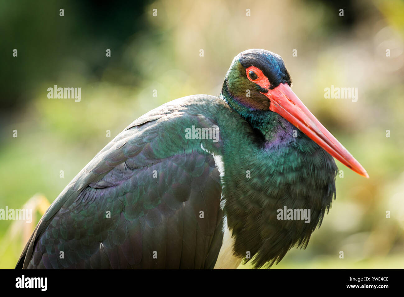 Rare european bird black stork (Ciconia nigra)  in nature. Wildlife animal. Stock Photo