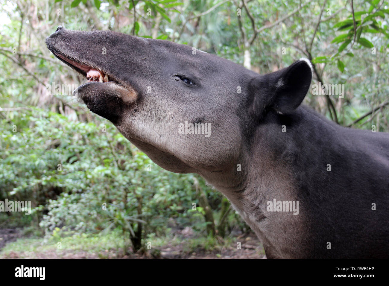 Baird's Tapir Tapirus bairdii exhibiting the Flehmen Response, Belize Stock Photo