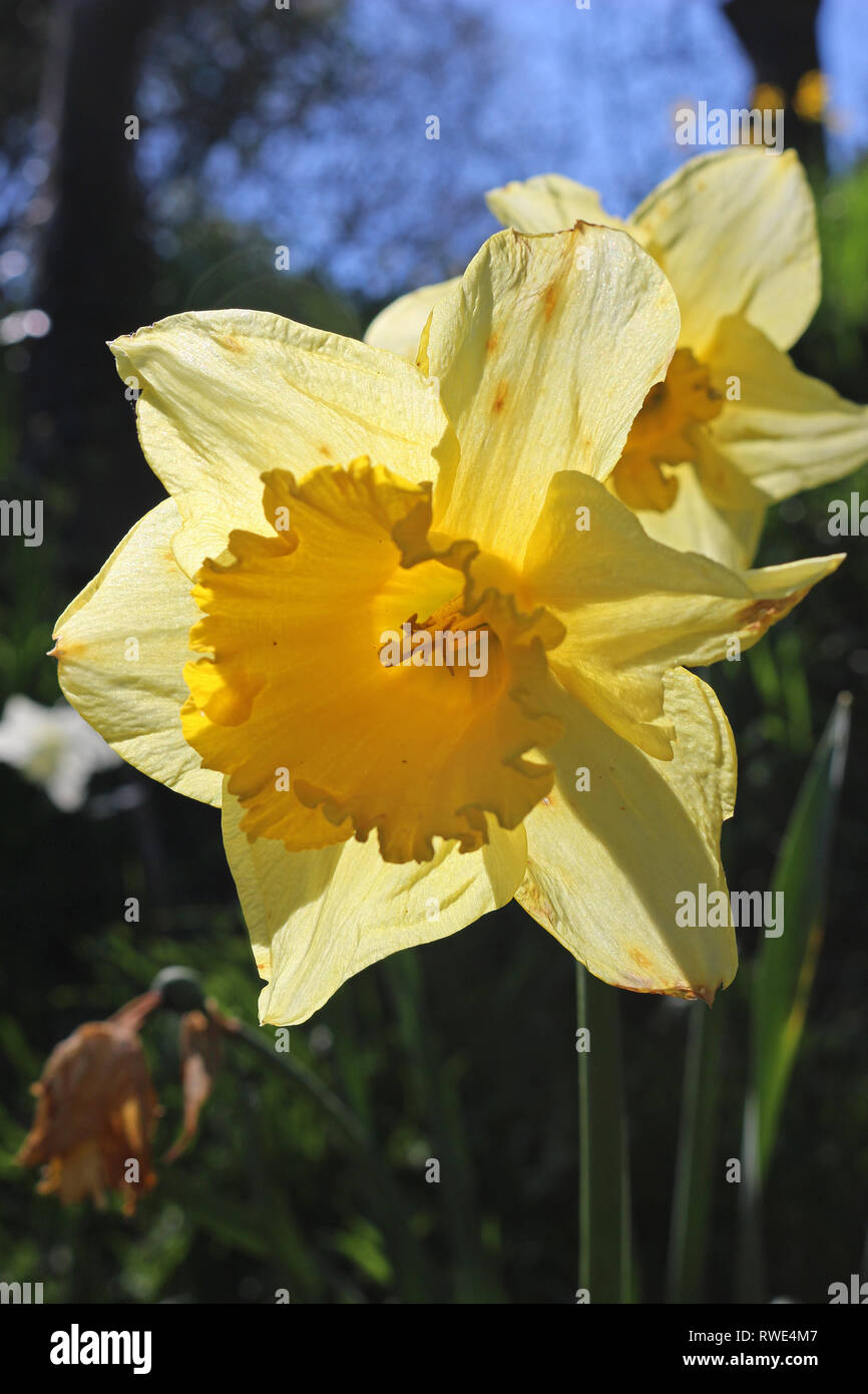 Yellow Narcissus Daffodil Flowering. Spring Flowers Blooming in a Garden on a Sunny Day. Stock Photo