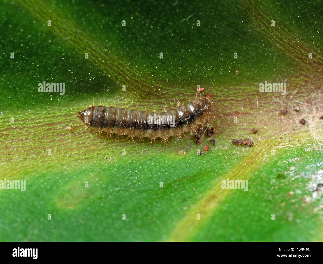 Macro Photography of Caterpillar on Green Leaf Stock Photo - Alamy