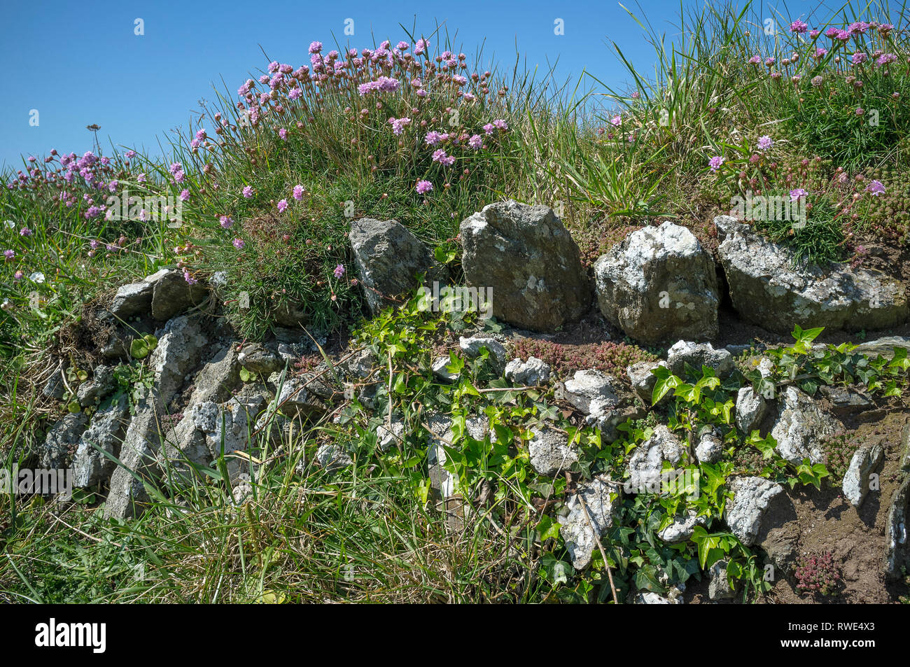 A traditional dry stone wall on the coast covered in ivy, sea thrift and grasses as seen on a sunny summer's day. Bolberry Down, South Devon, UK. Stock Photo