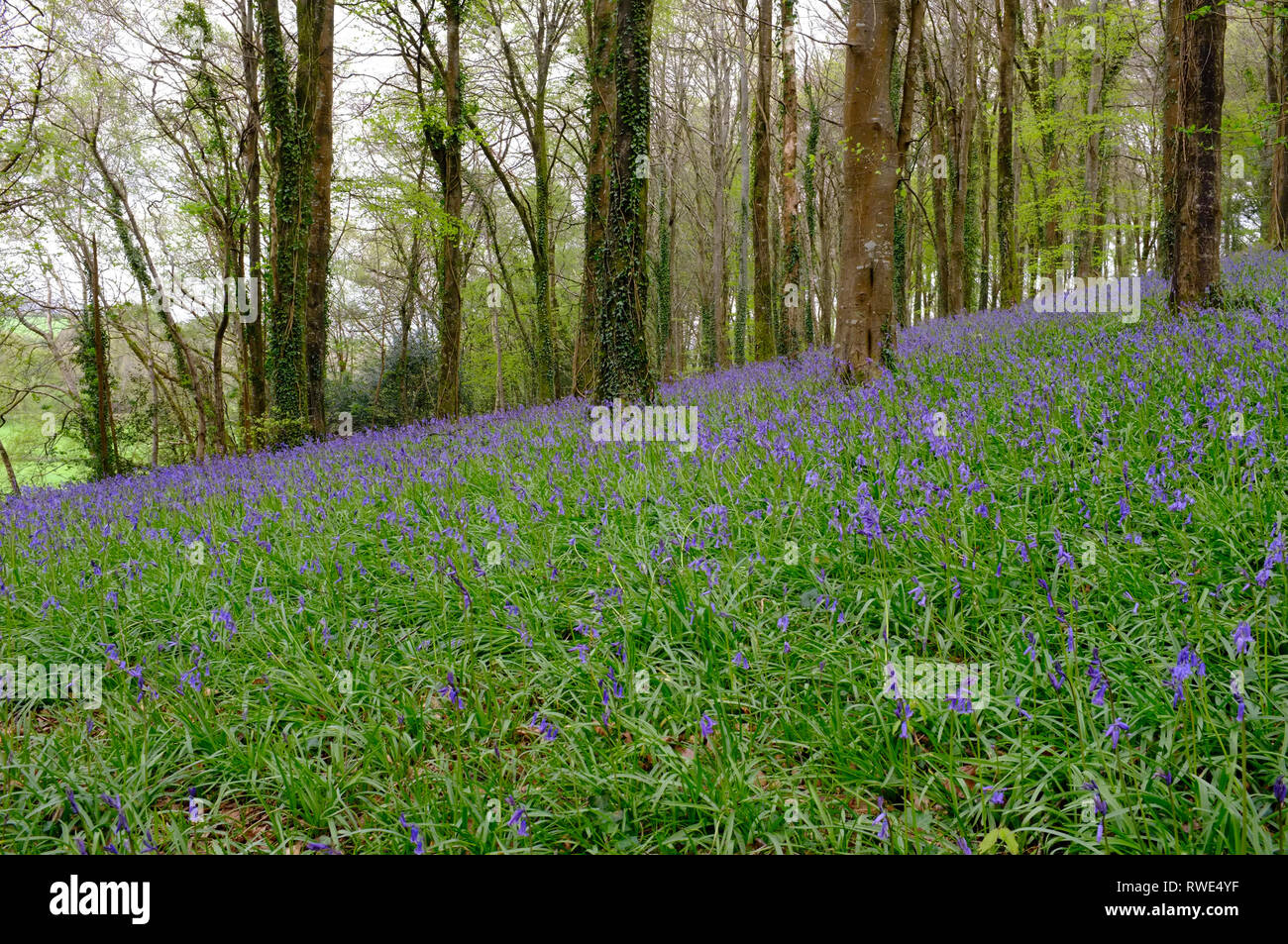 Bluebells in Ermington Wood, South Devon UK Stock Photo - Alamy