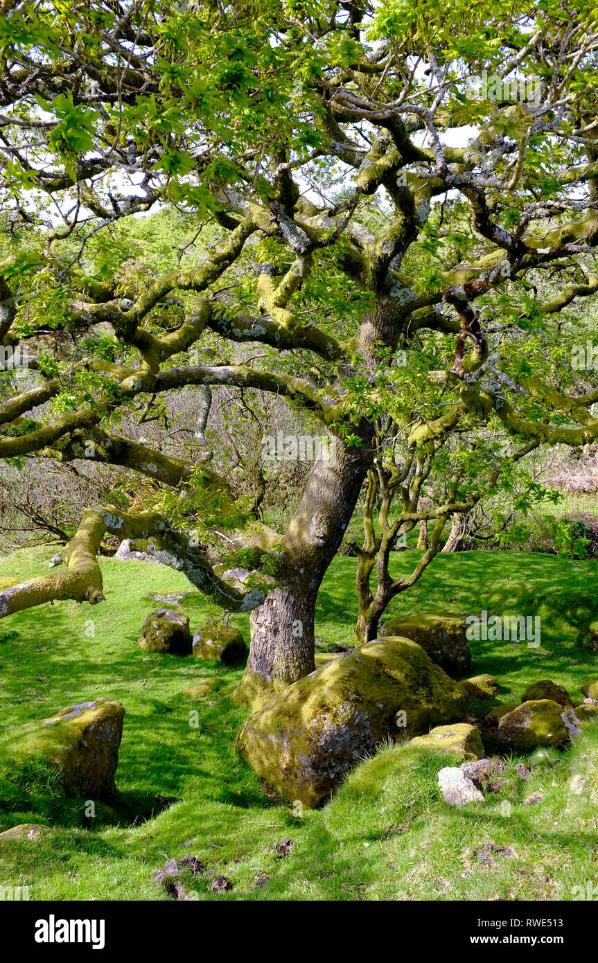 Twisted old tree and moss covered boulders at Harford Moor Gate on Dartmoor, Devon, UK Stock Photo