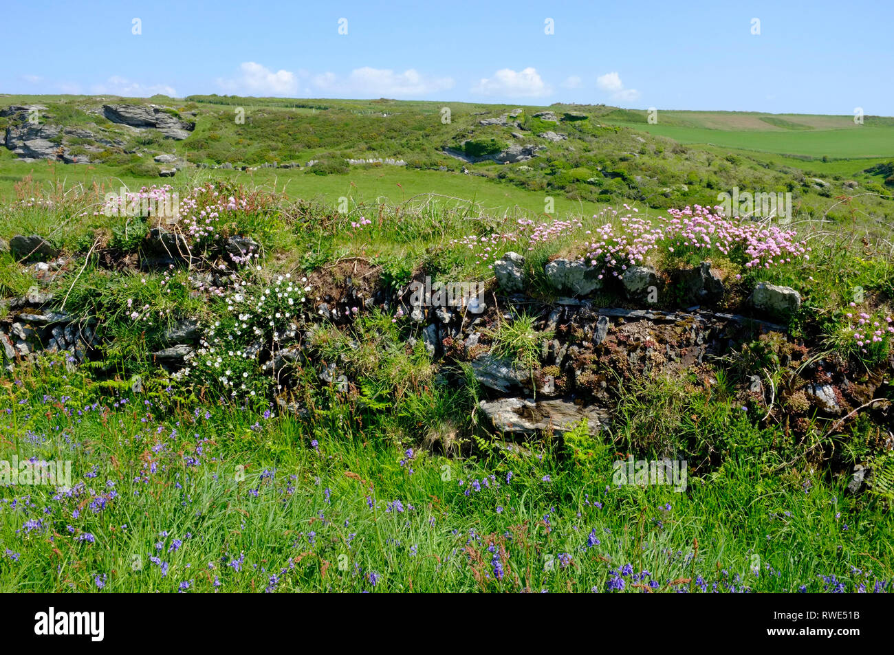 Springtime with dry stone wall, sea pinks and bluebells on Bolberry Down, South Devon, UKdowns Stock Photo