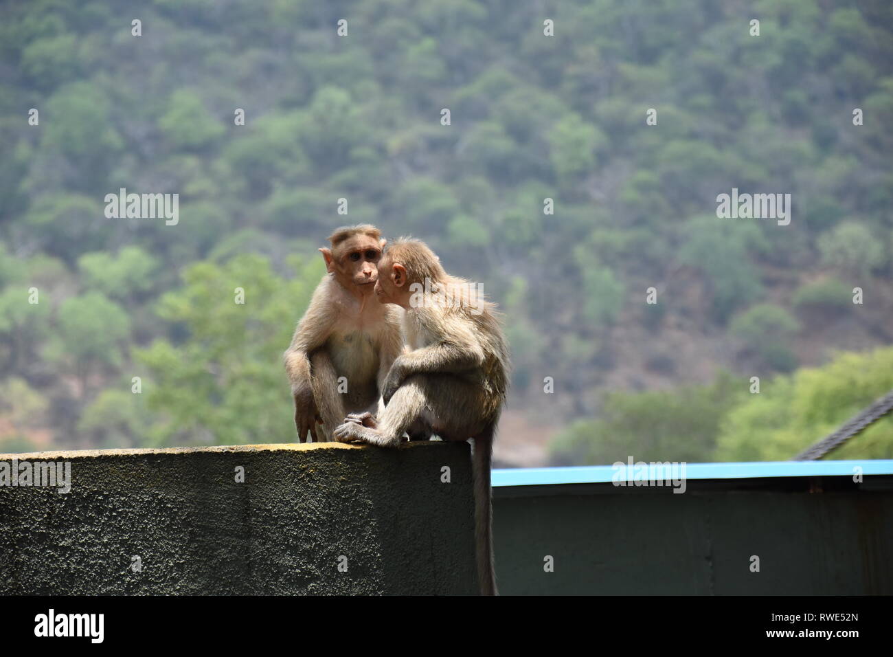 Indian monkey Stock Photo