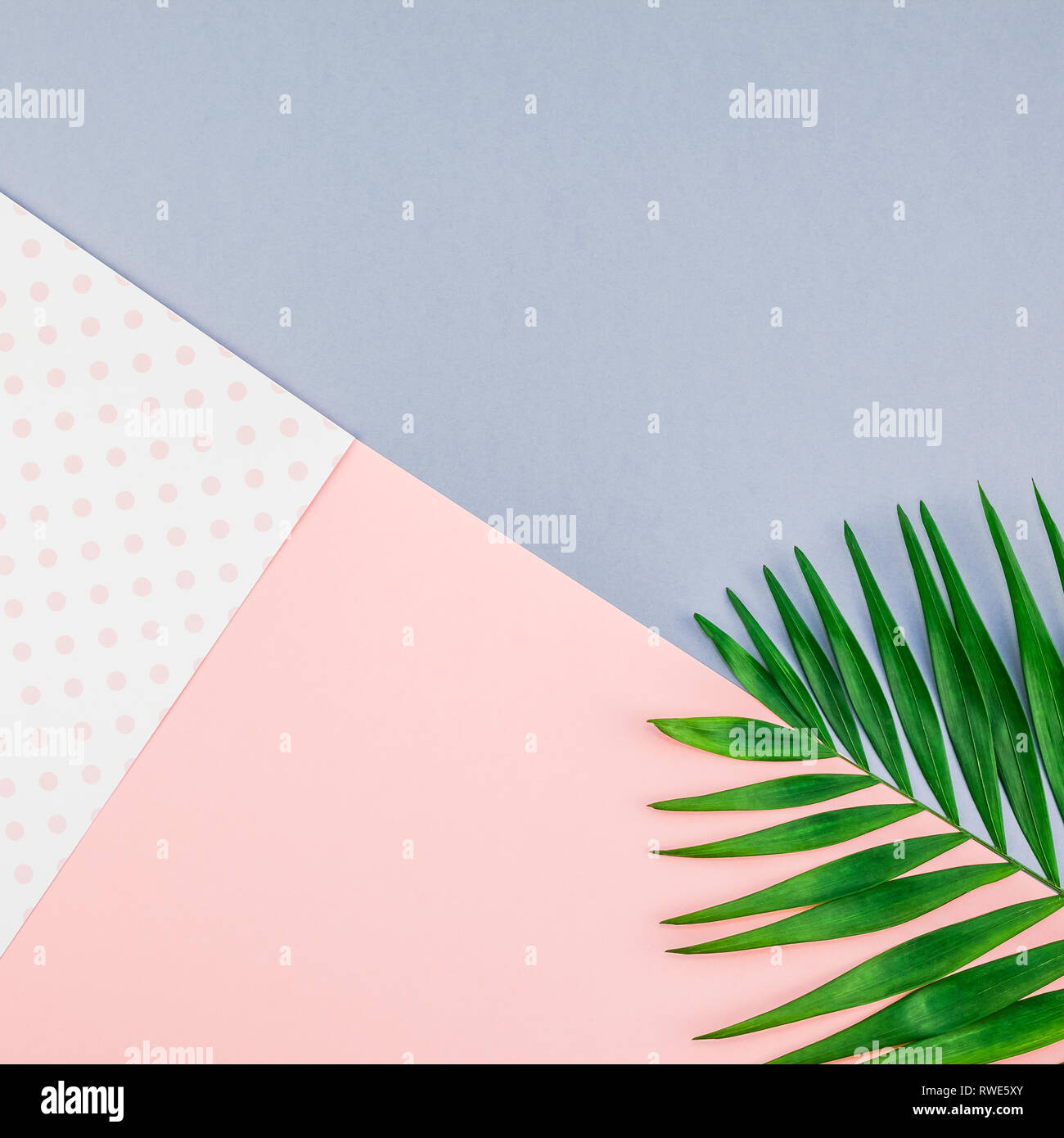 Creative flat lay top view of green tropical palm leaves on color paper ...