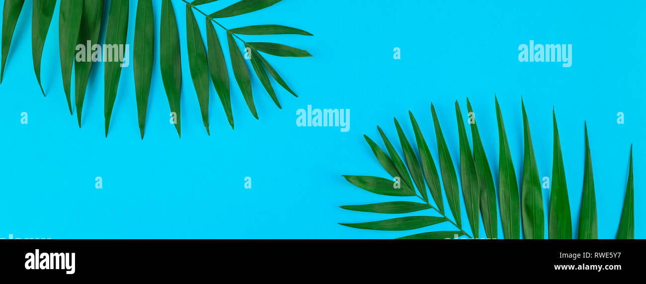Creative flat lay top view of green tropical palm leaves on color paper ...