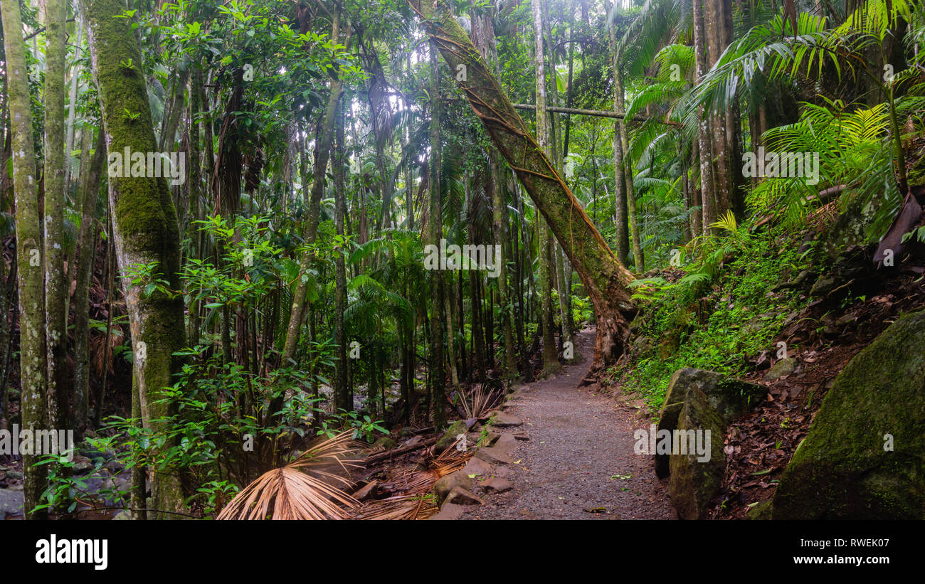 Pathway through the Forest path leading to Curtis Falls Mt Tamborine
