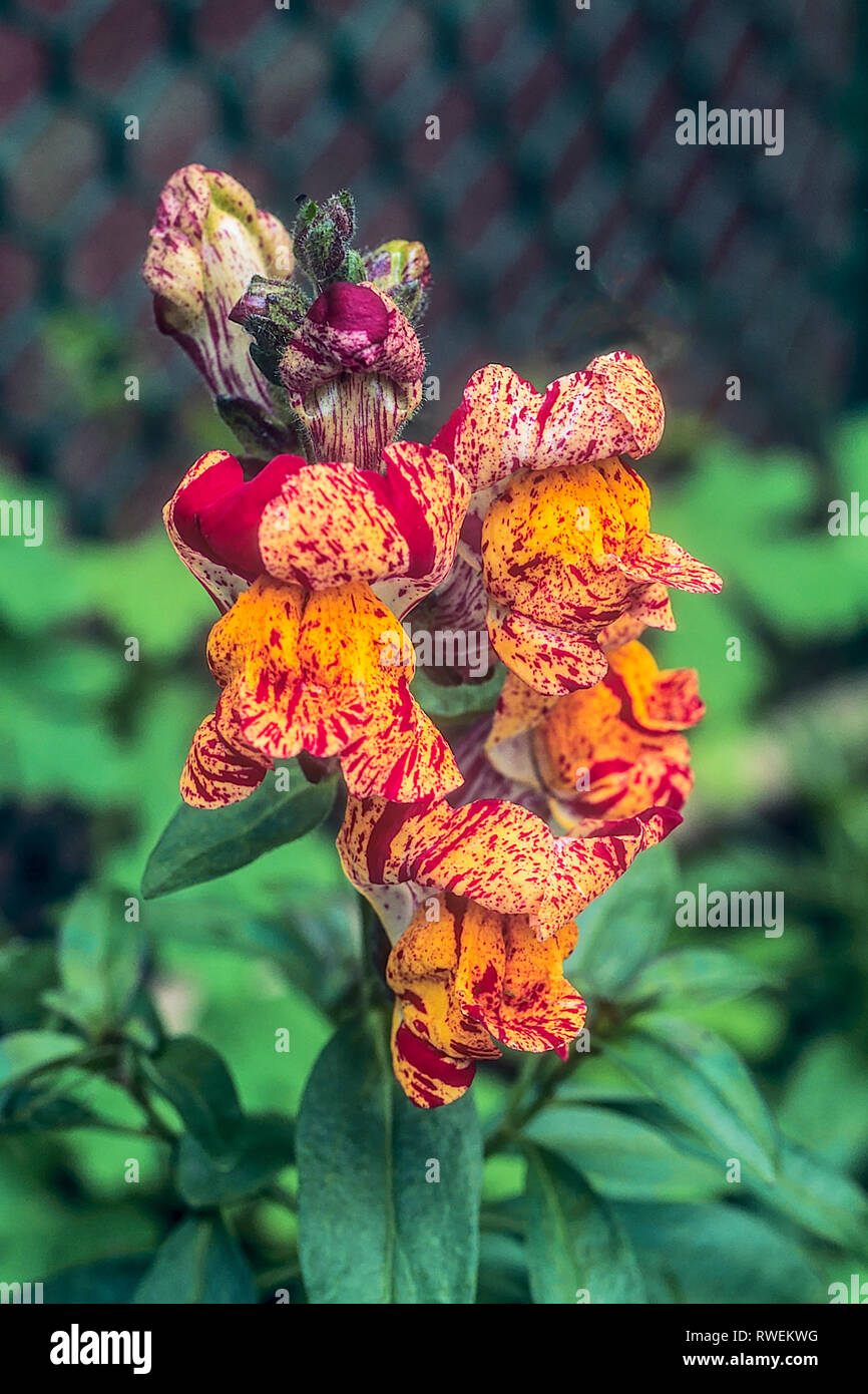 Antirrhinum icturaum  Snapdragon that is a mixture of different colours on the one flower Stock Photo