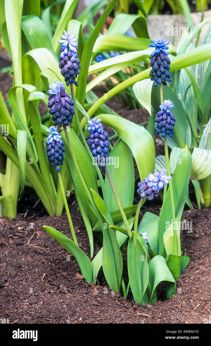 Muscari latifolium a bulbous perennial in flower in spring with dark blue racemes  Grow in full sun in rock garedns  Also called Grape hyacinth Stock Photo
