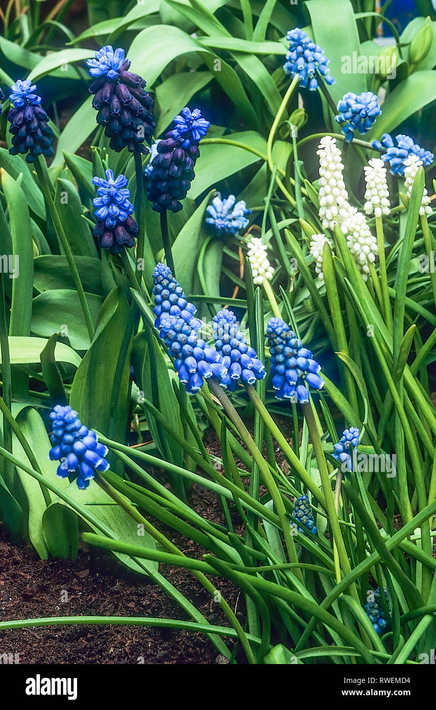 Muscari armeniacum a perennial in flower in spring with bright blue racemes with whute tipped mouths  Grow in full sun  Also called Grape hyacinth Stock Photo