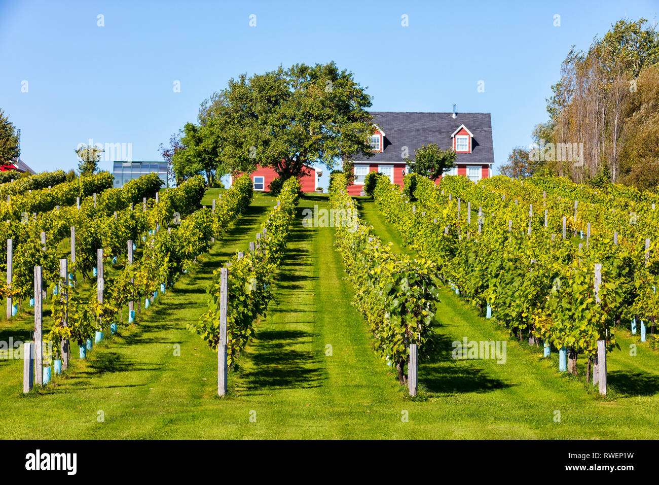 Vineyard, Souris, Prince Edward Island, Canada Stock Photo