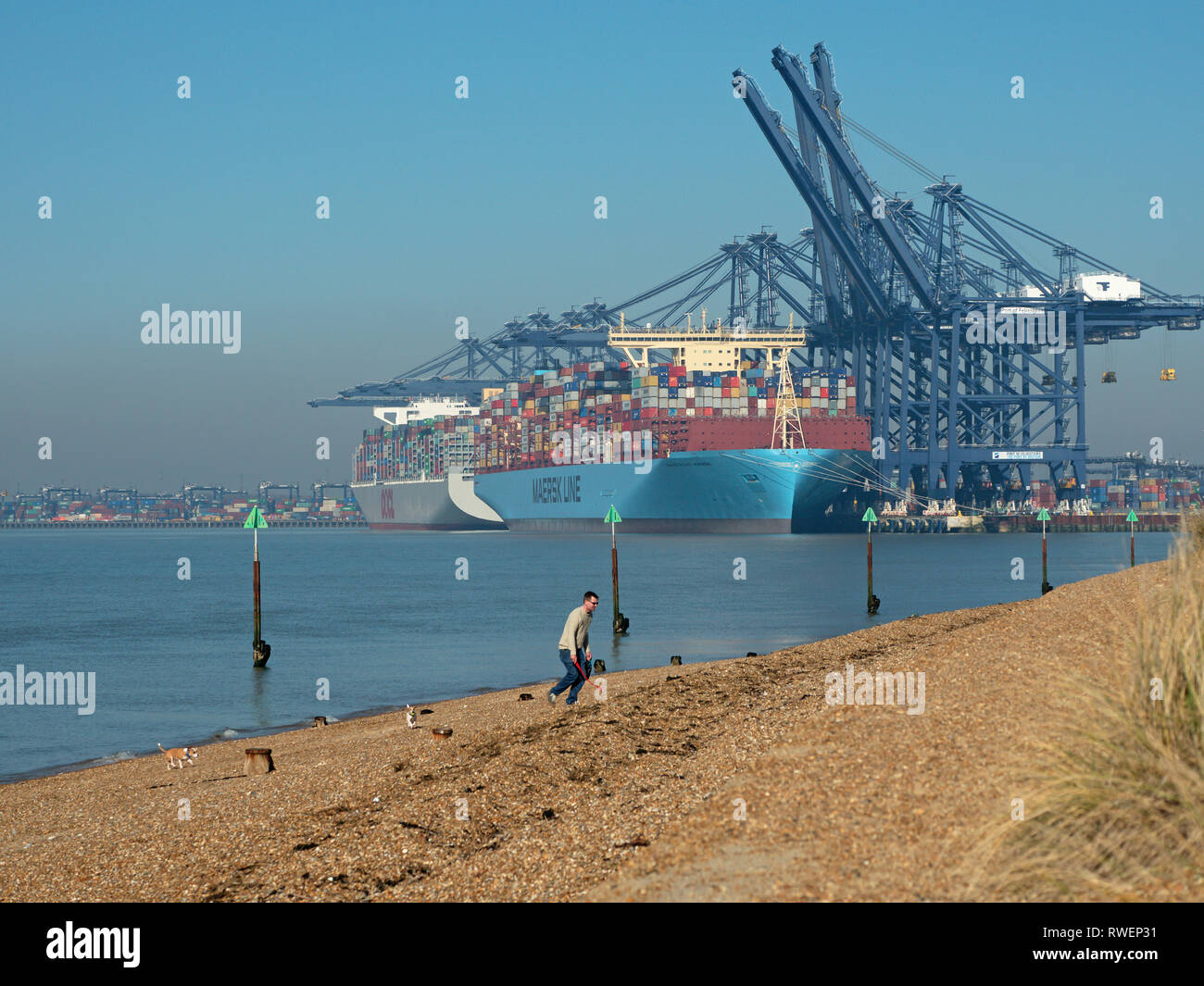 From Landguard point man walking dog on the foreshore with a giant container ship berthed at the Port of Felixstowe River Orwell Suffolk England, Unit Stock Photo