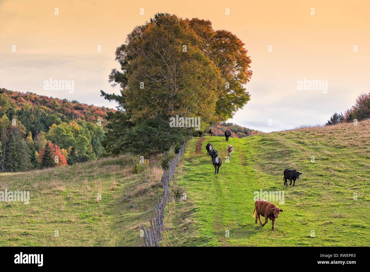 Cattle, St. Catherines, Prince Edward Island, Canada Stock Photo