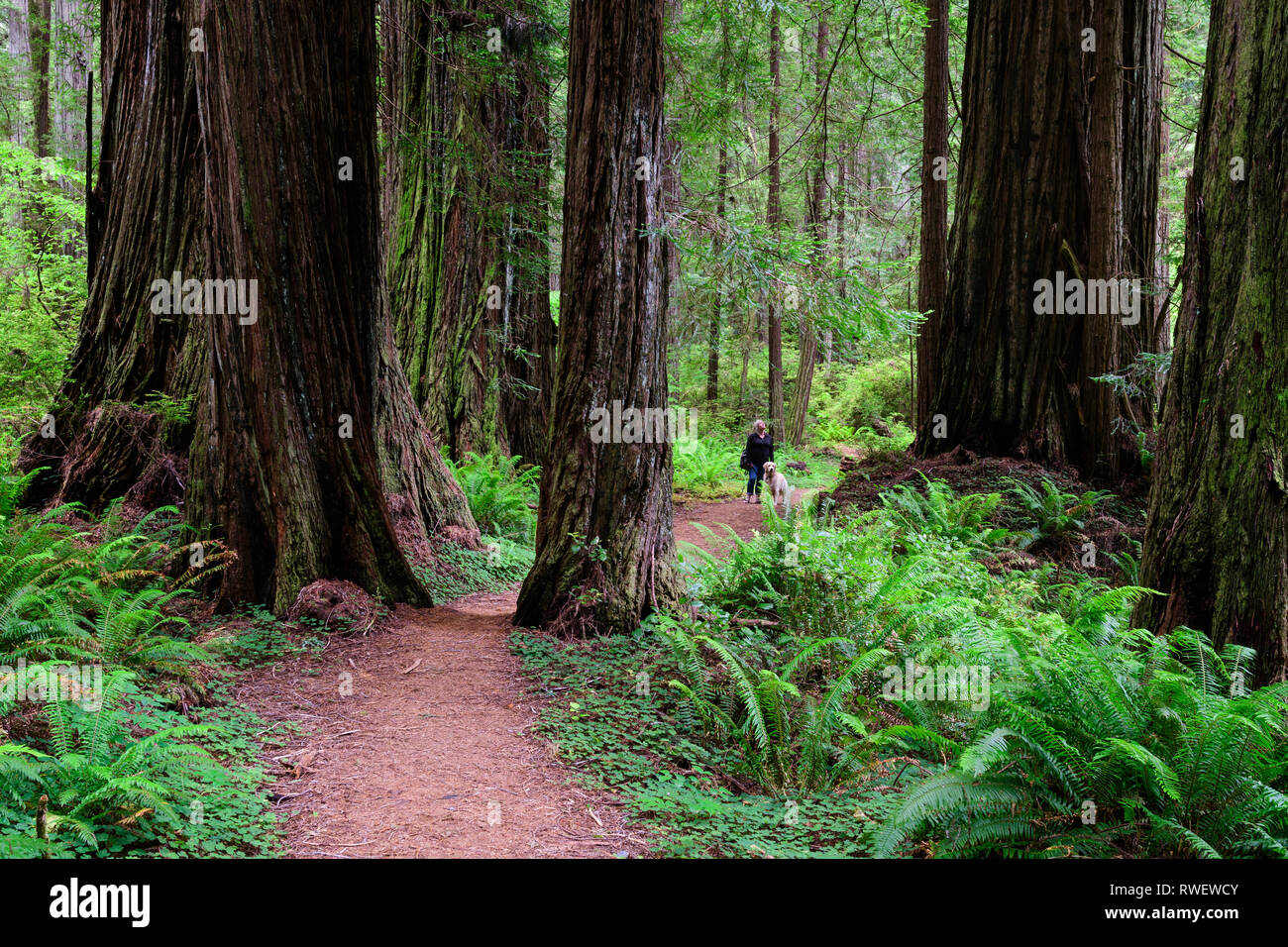 A woman and her Golden Retriever walk a trail in Redwood Forest in Redwood State Park in California, USA. Stock Photo
