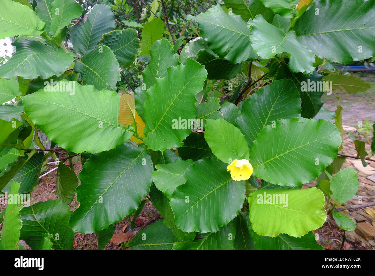 Daun Stock Photos & Daun Stock Images - Alamy