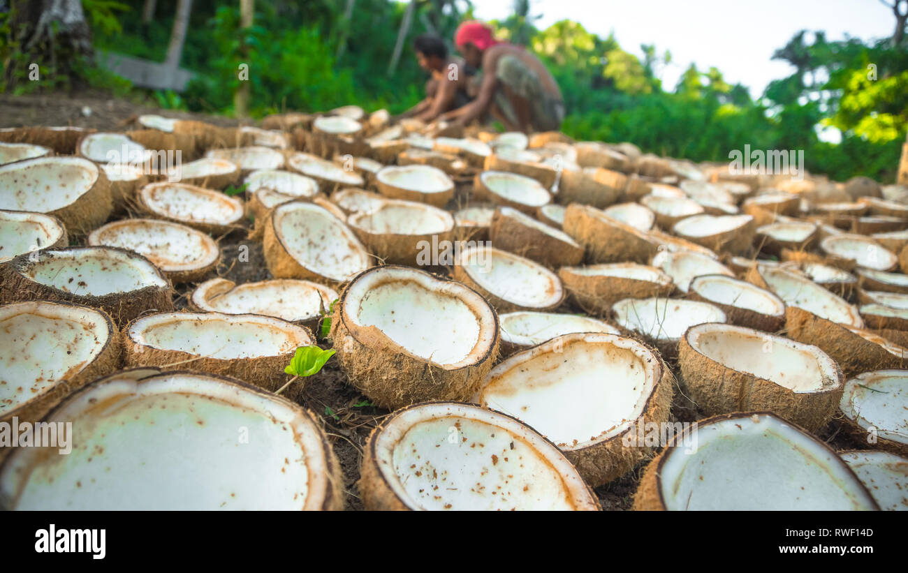 Drying Copra Hi-Res Stock Photography And Images - Alamy