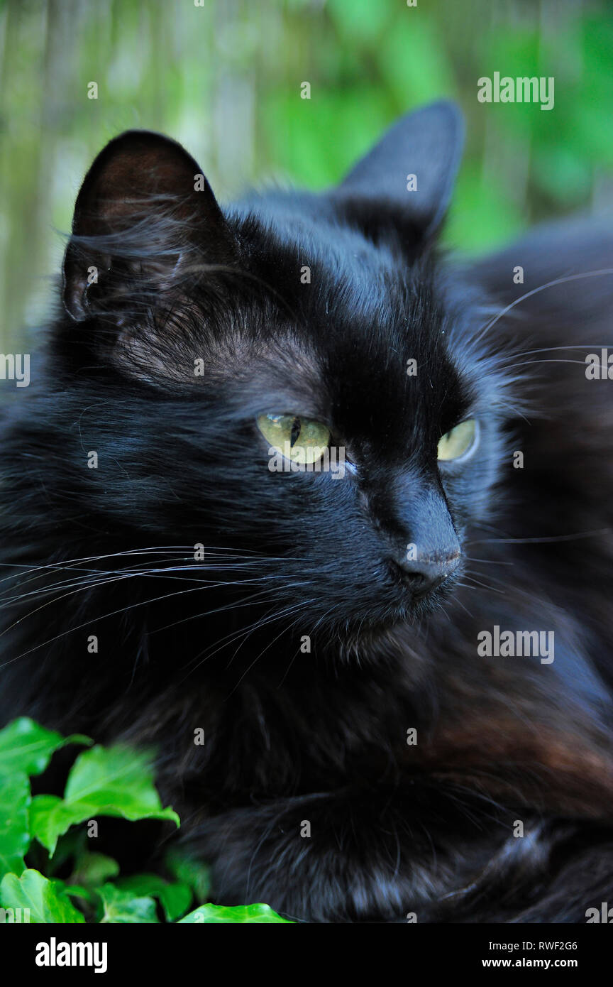 black cat, Lauzun, Lot-et-Garonne Department, Aquitaine, France Stock Photo