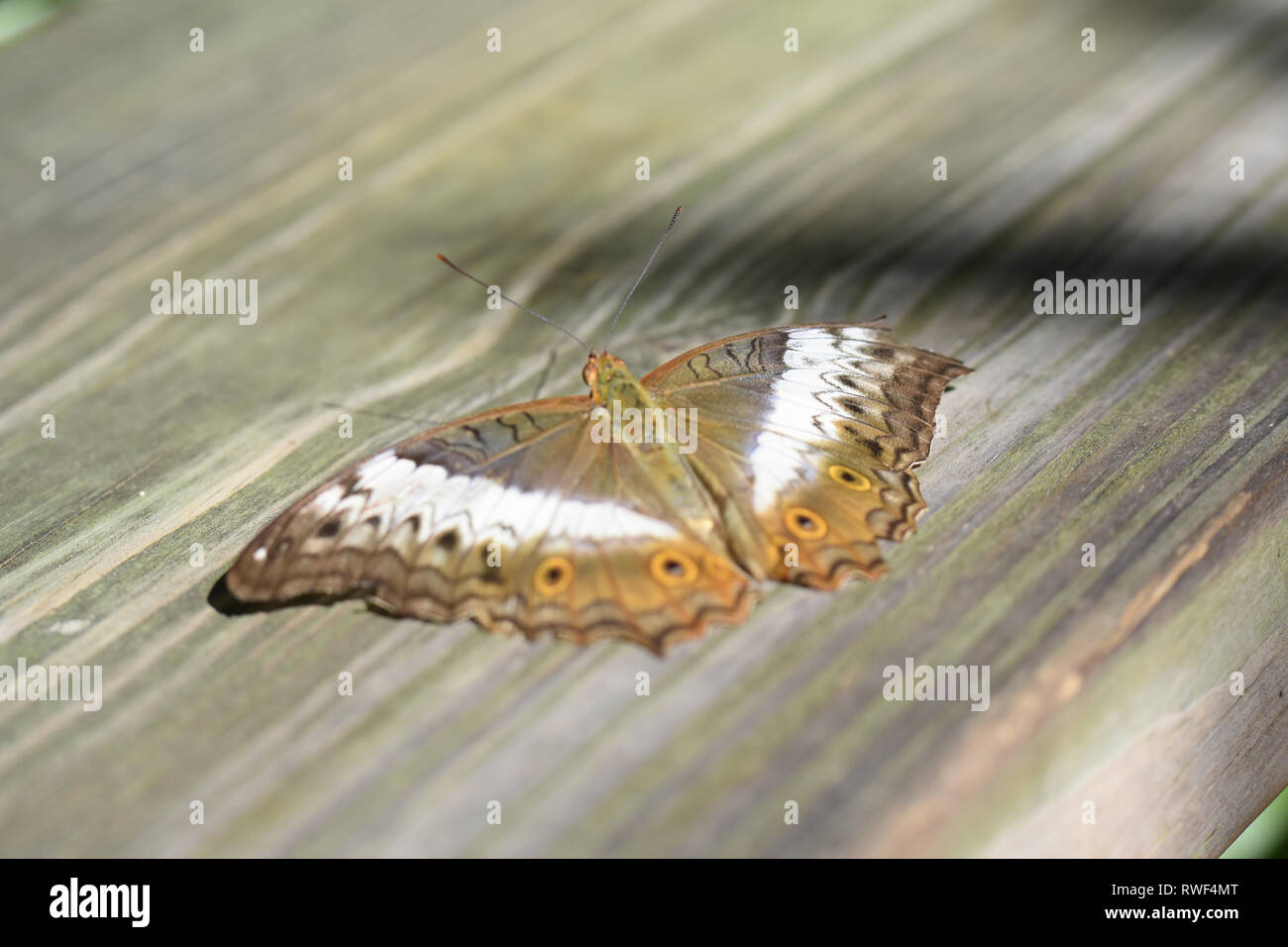 Gold butterfly on a piece of wood in the butterfly rainforest of Gainesville, Florida Stock Photo