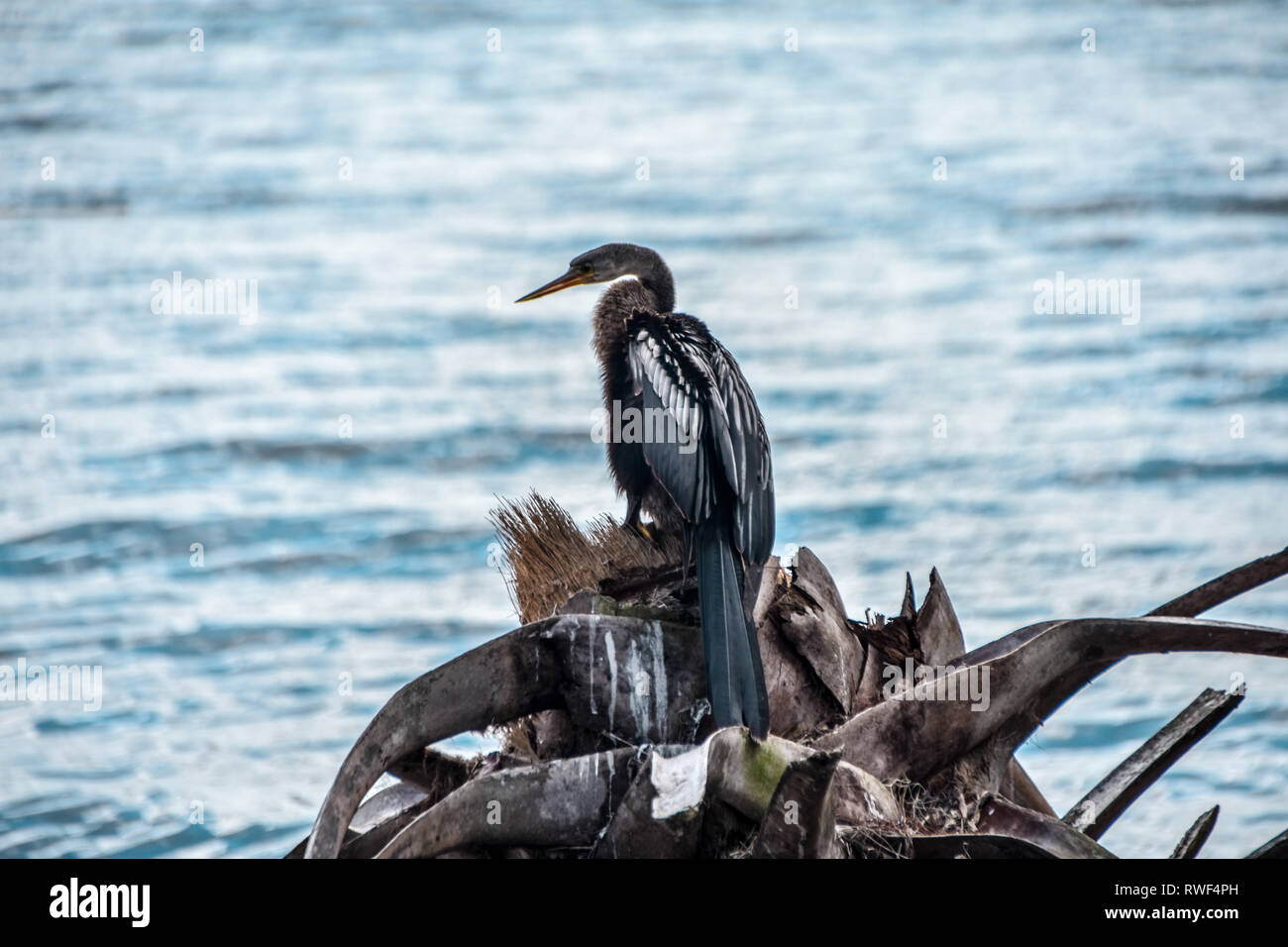 anhinga sitting on a perch in Circle B ranch Florida park Stock Photo