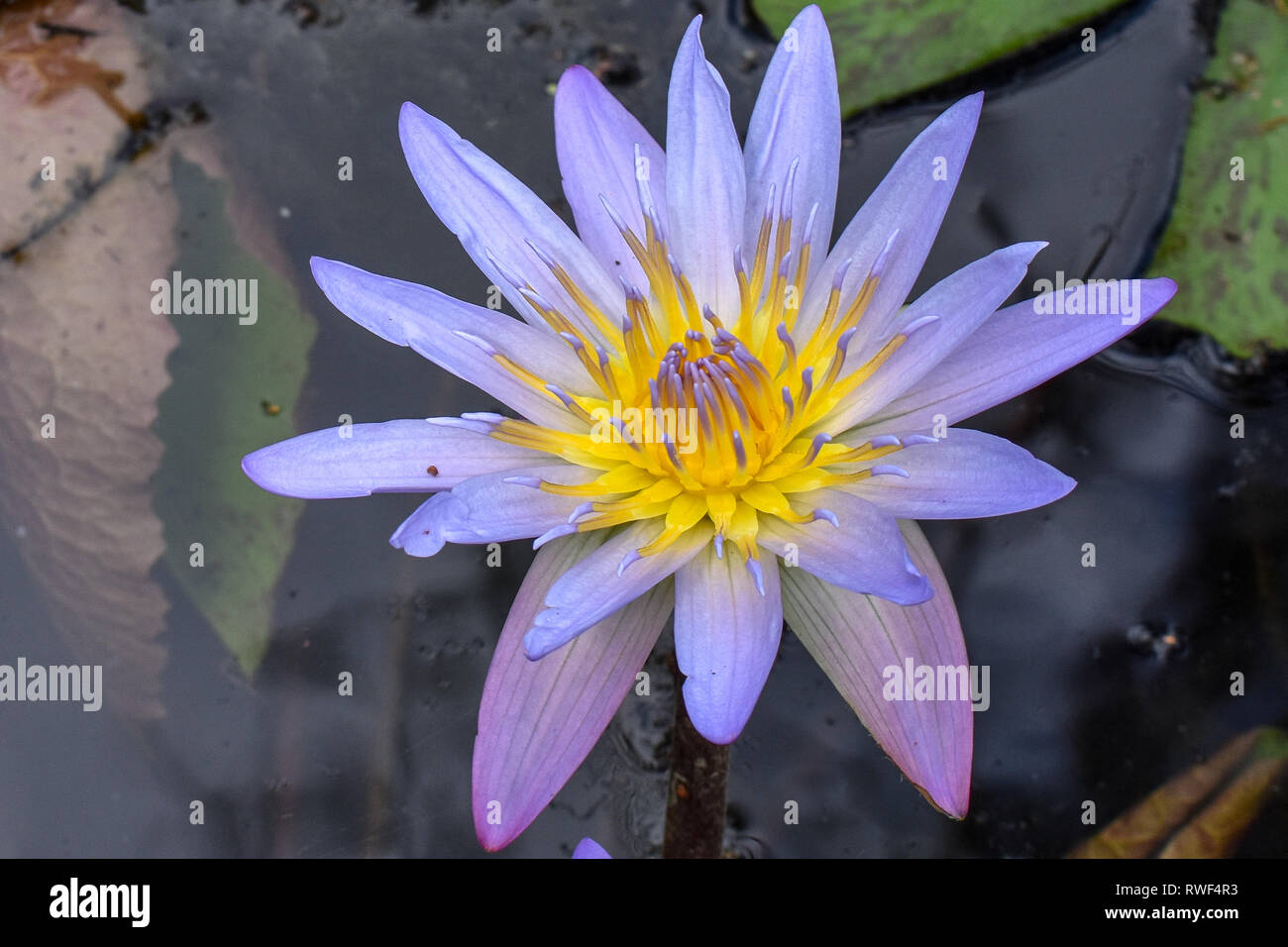 White water lilies in Eureka Springs Stock Photo