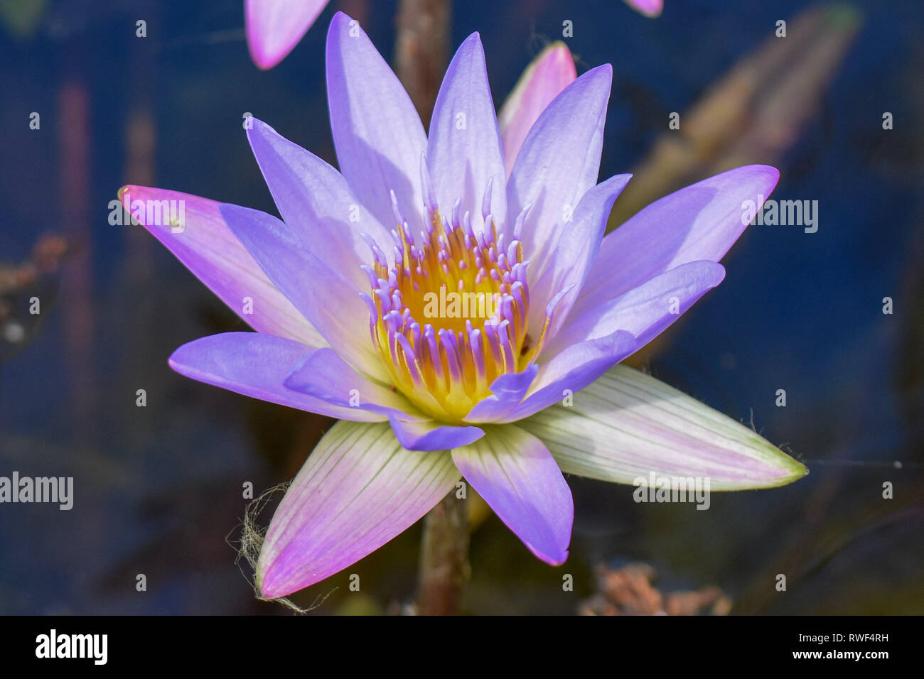 White water lilies in Eureka Springs Stock Photo