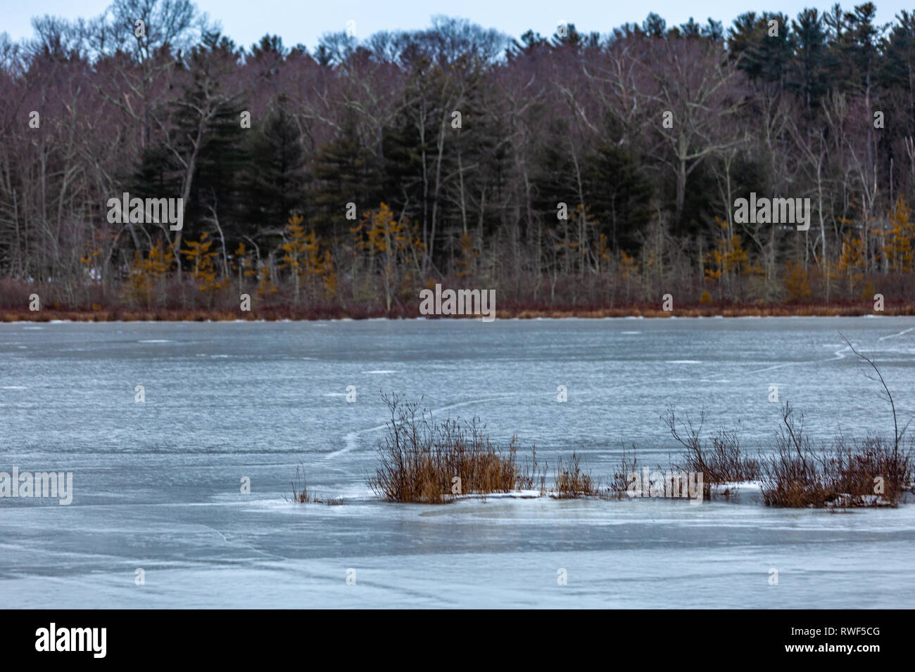 Grassy pond hires stock photography and images Alamy