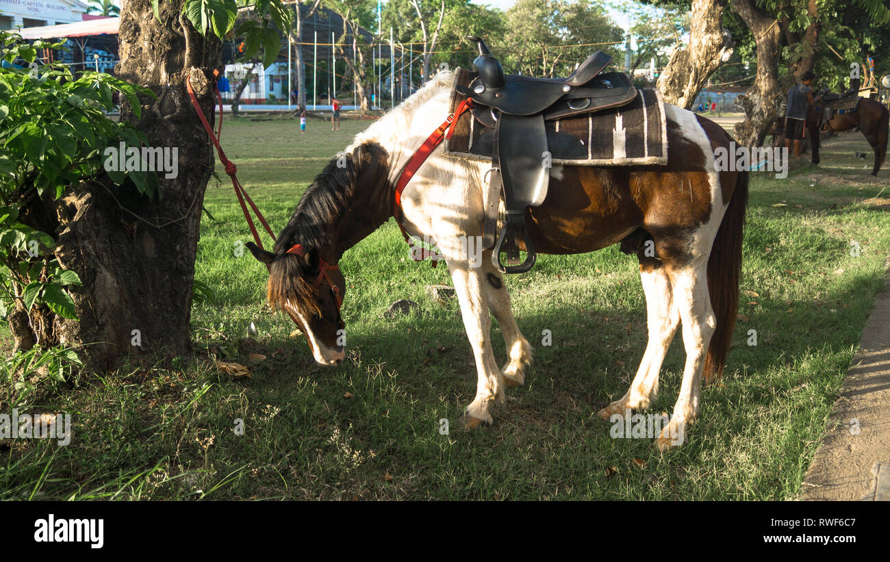 Tied palomino horse grazing in grass at Masbate Rodeo , Philippines Stock Photo