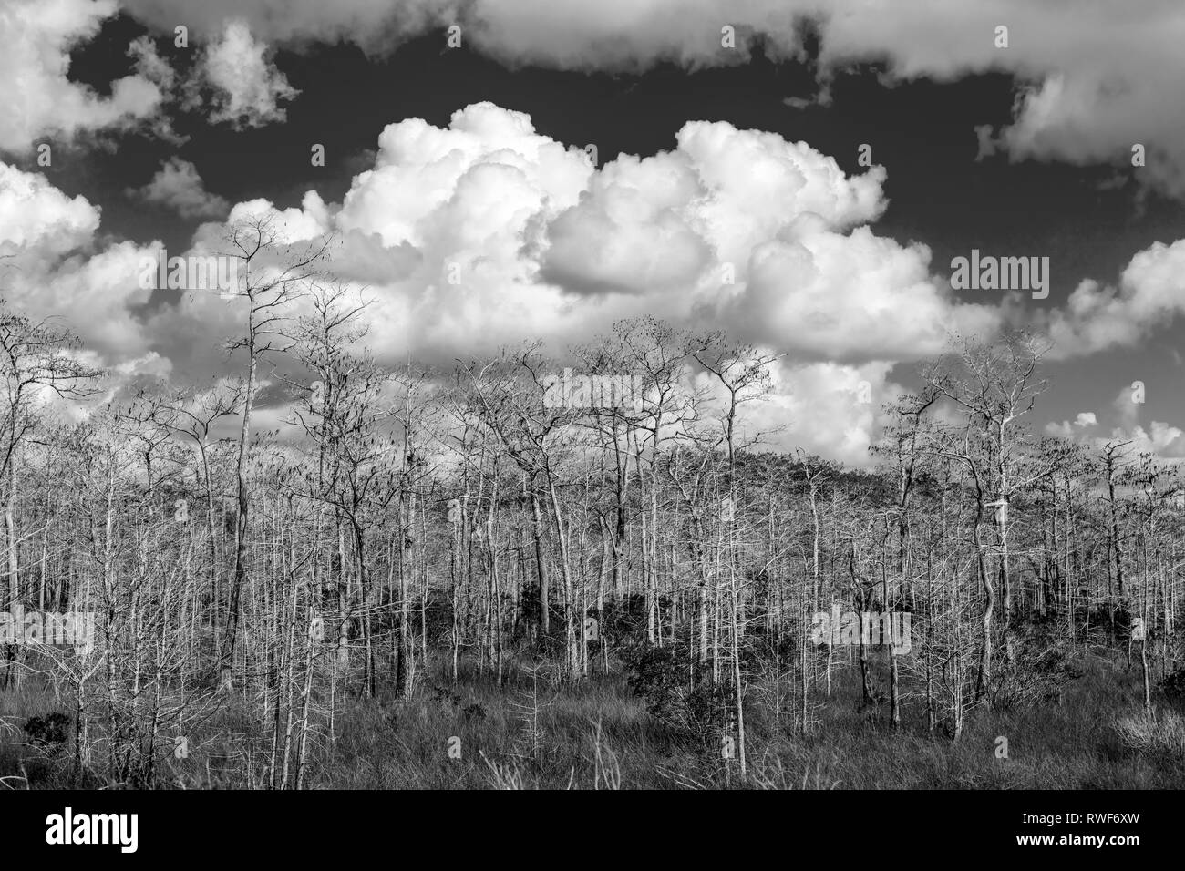 Big white clouds in blue sky behind Cypress trees at Kirby Storter Roadside Park in Big Cypress National Preserve on Tamiami Trail in southern Florida Stock Photo