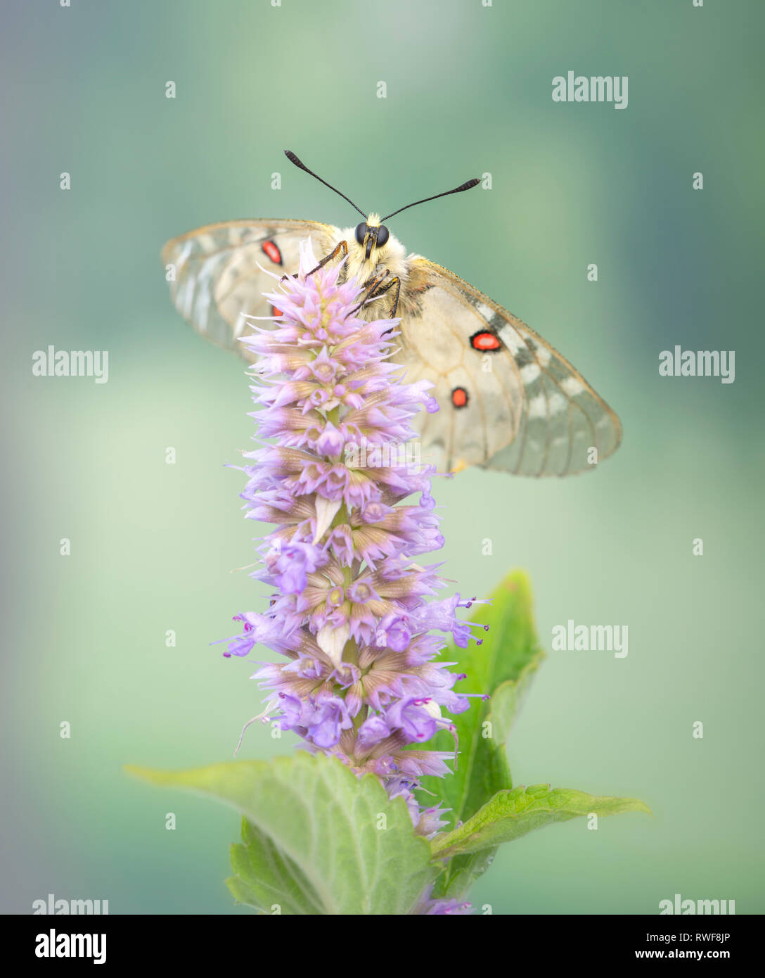 Clodius Parnassian butterfly on a mint flower Stock Photo