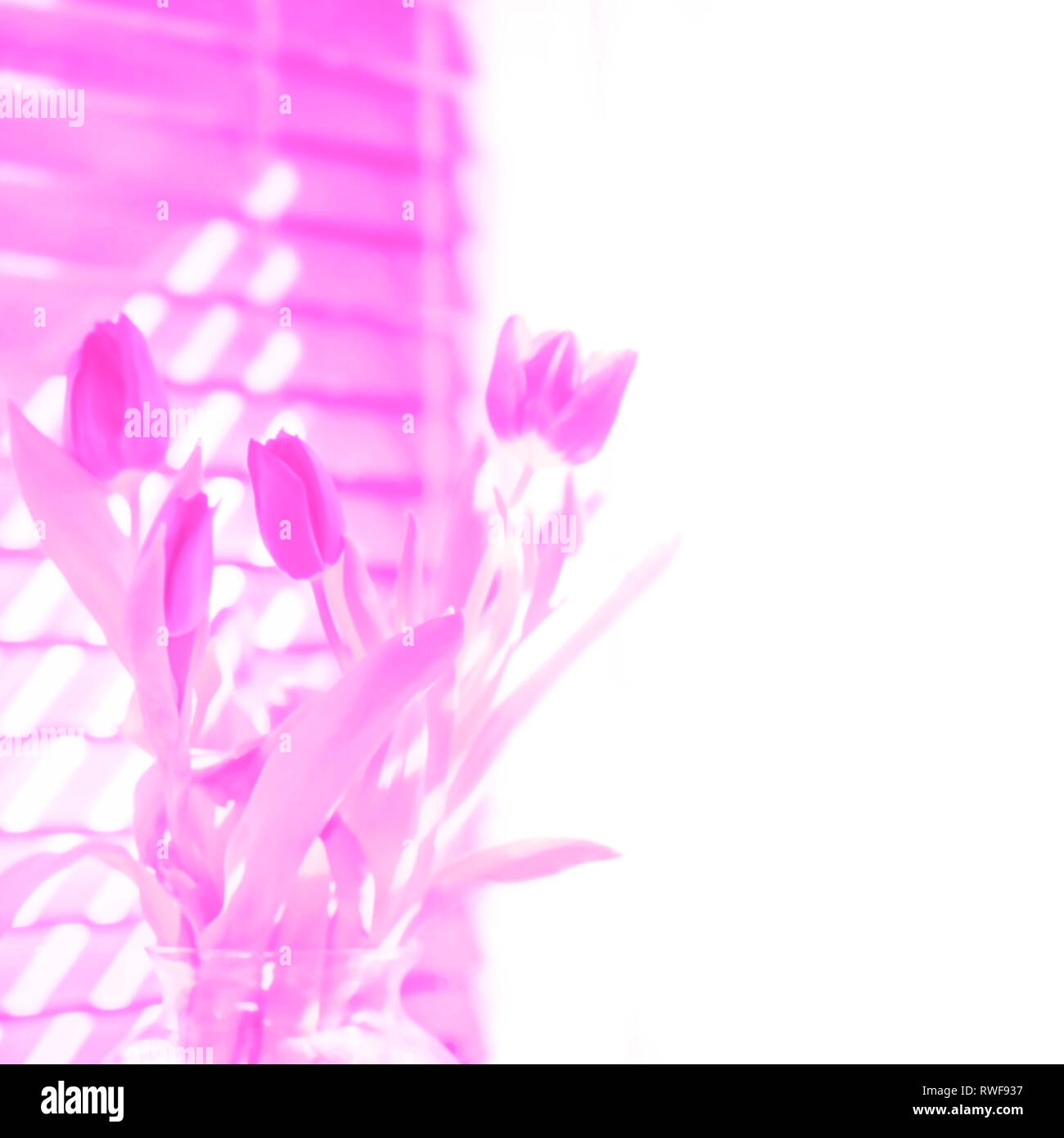 Download 660 Background Alam Pink Terbaik