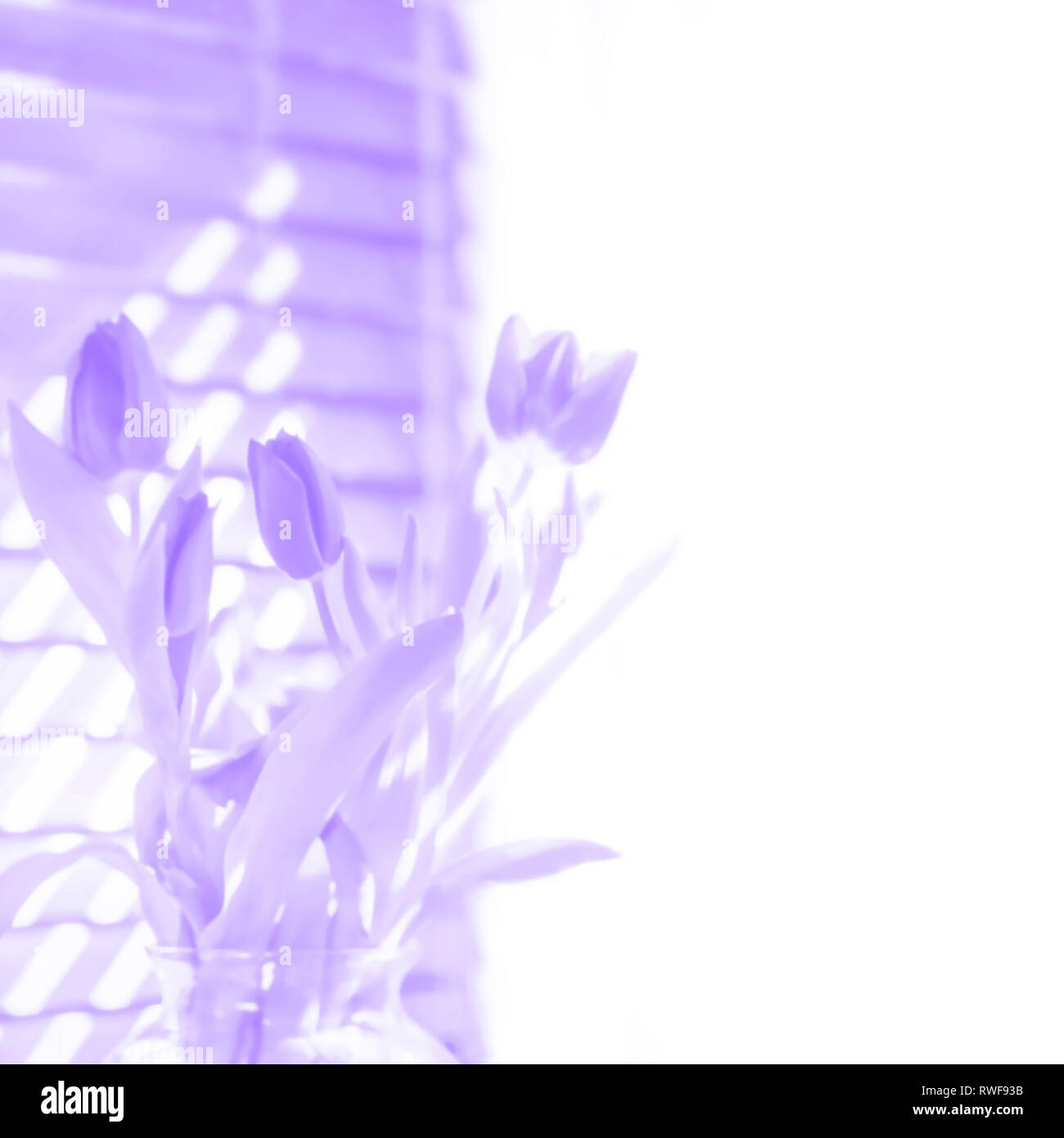 Spring tulips in bloom illustration in violet purple with white space copyspace for springtime, Easter, Mother’s Day or other seasonal design elements Stock Photo