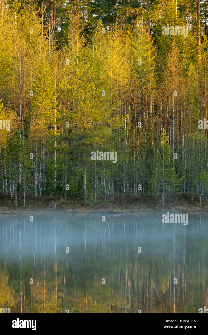 Lakeside forest in Finland of mixed silver birch and pine trees Stock Photo
