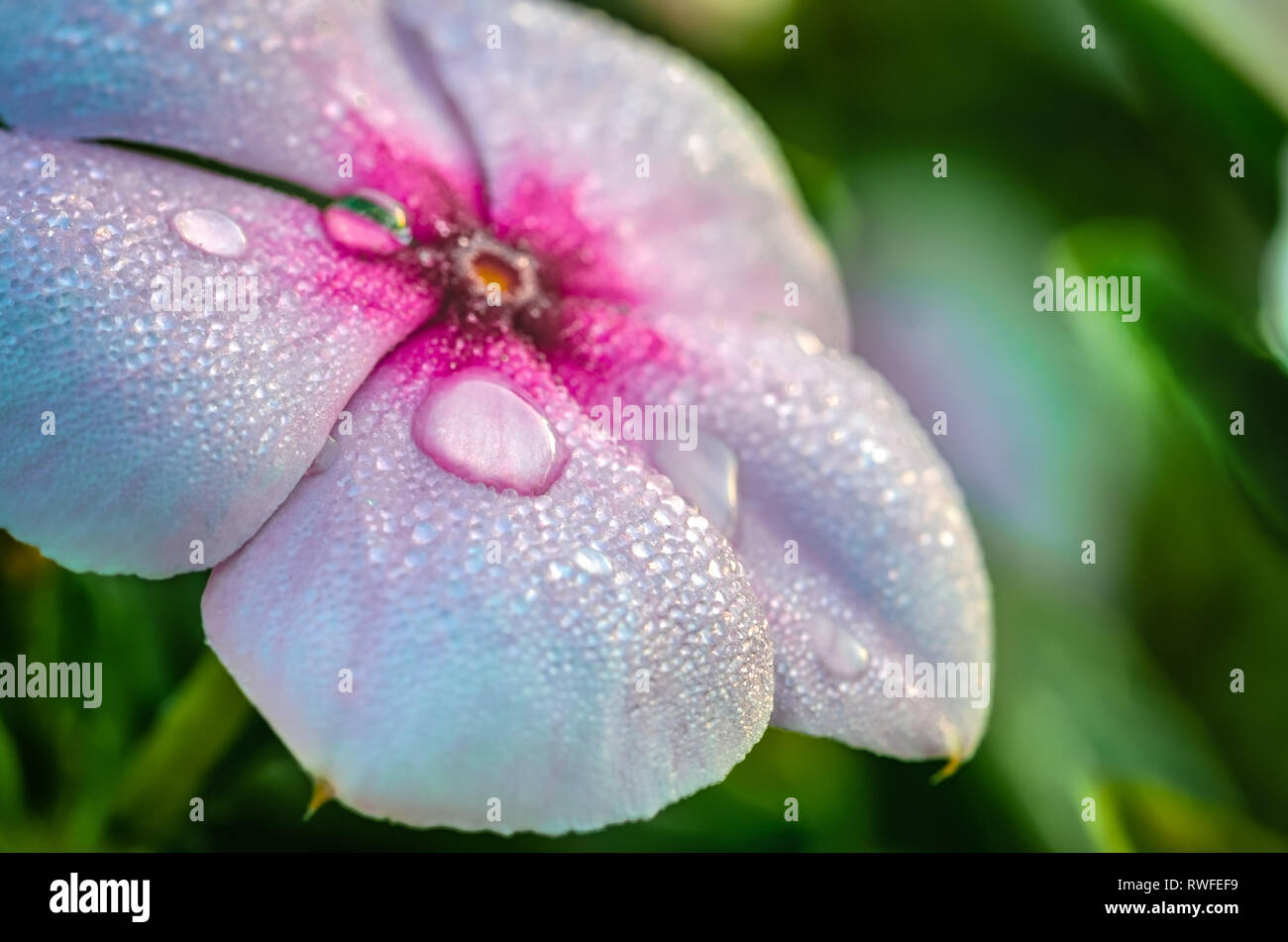 Closeup of water drops on pink flower in the morning. Macro shot with depth of field and green background. Stock Photo