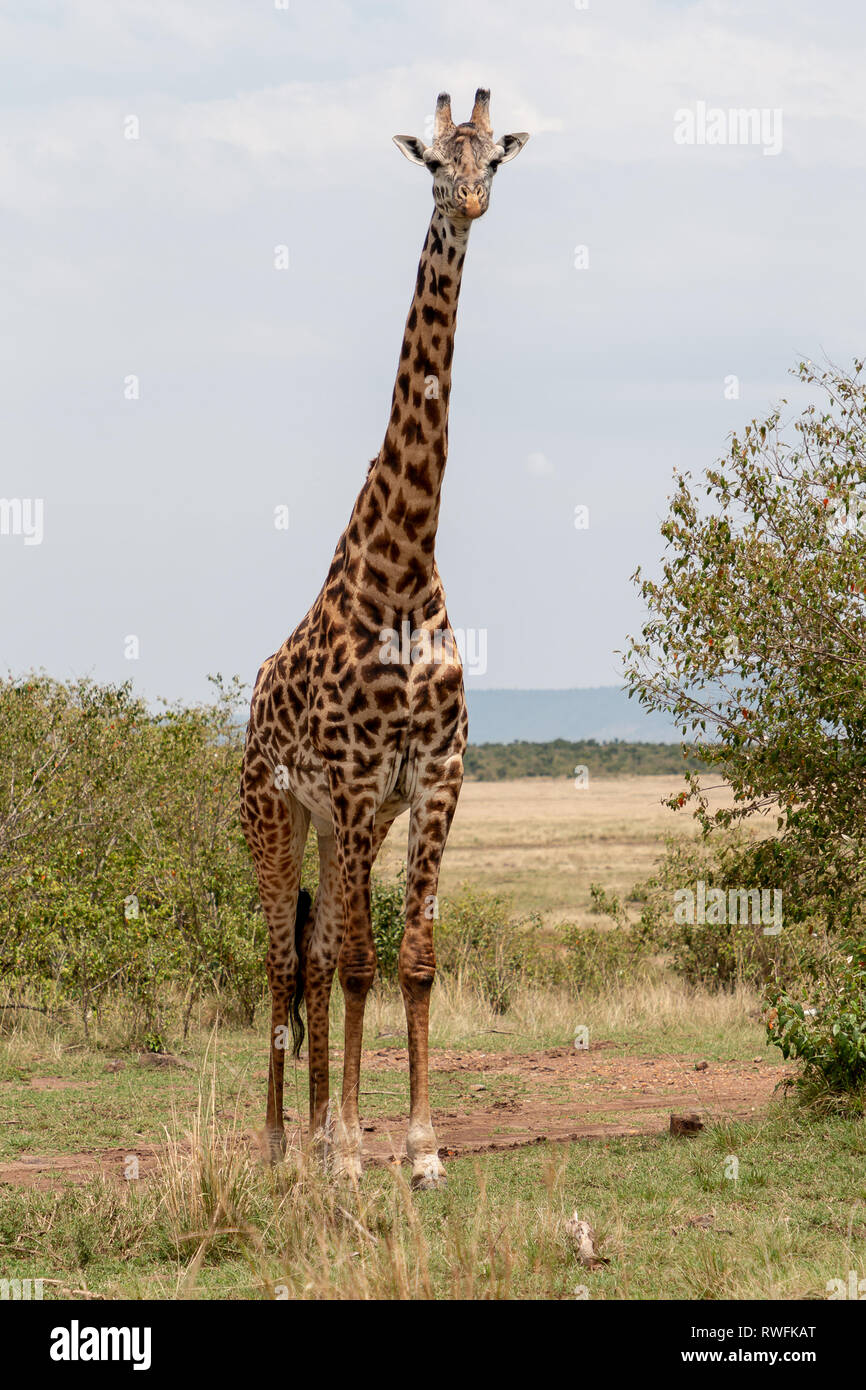 Masai Giraffe, Masai Mara, Kenya, Africa Stock Photo