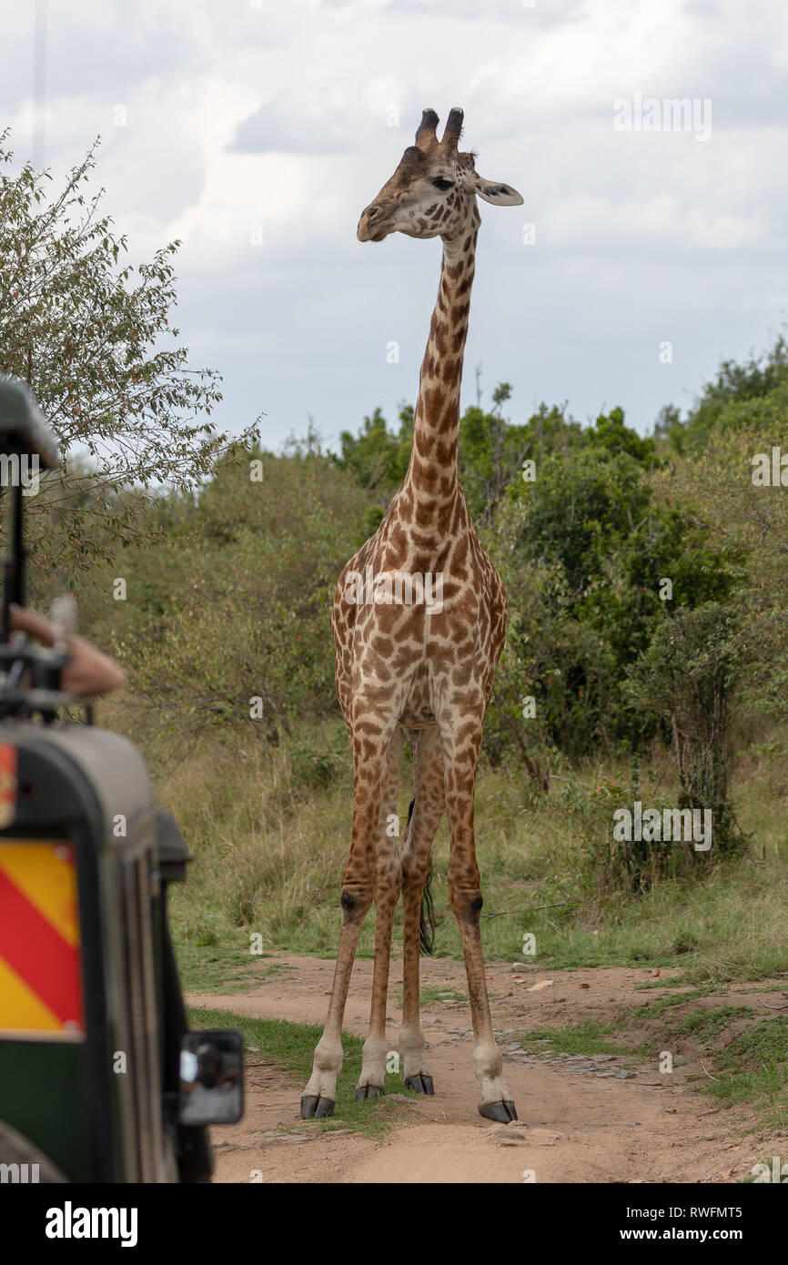 Masai Giraffe, Masai standing on road stopping safari vehicle Mara, Kenya, Africa Stock Photo