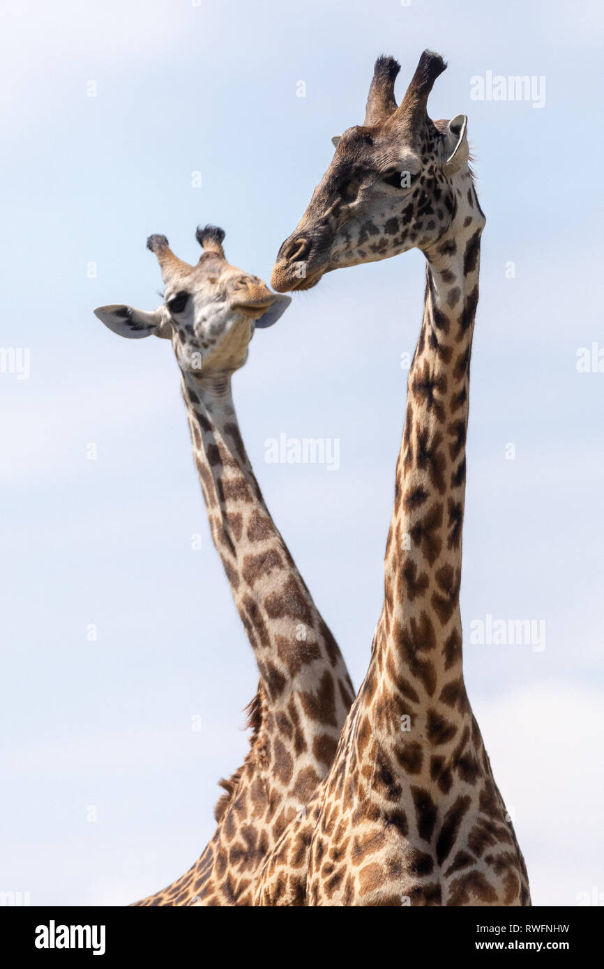 Masai Giraffe, Masai Mara, Kenya, Africa Stock Photo