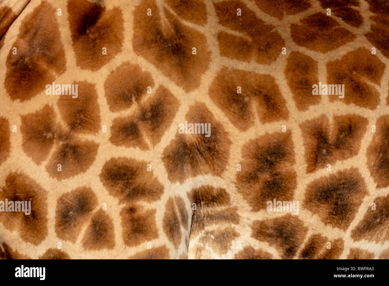 Endangered Rothchilds Giraffe’s skin Stock Photo