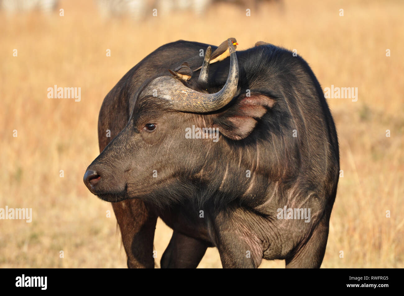 Portrait of African Buffalo (Syncerus Caffer) with  yellow-billed Oxpeckers. Stock Photo