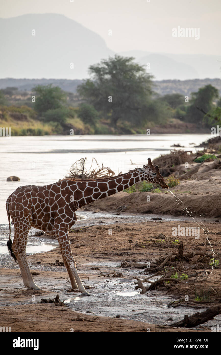 African Reticulated Giraffe spitting, Kenya Stock Photo